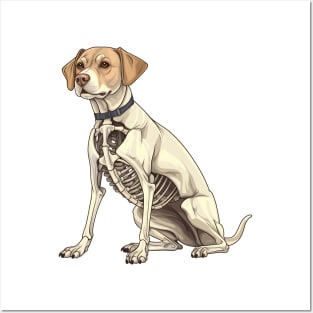 Skeleton Labrador Retriever Dog Posters and Art